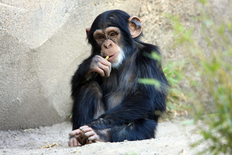 Imagen: Un chimpancé joven descansando. Zoonar / Shutterstock